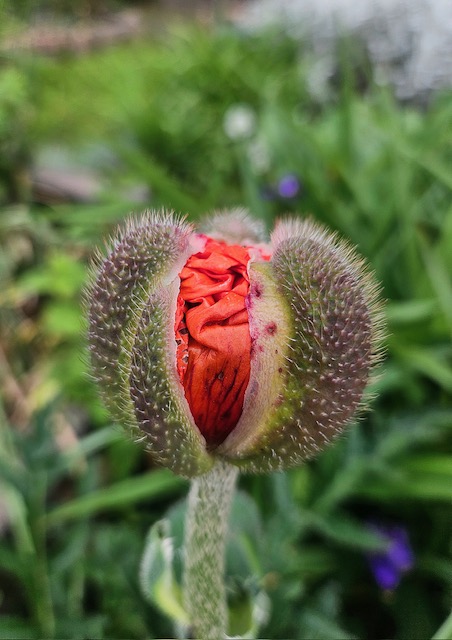 Zen.nl, Zen, meditatie, leren mediteren, foto